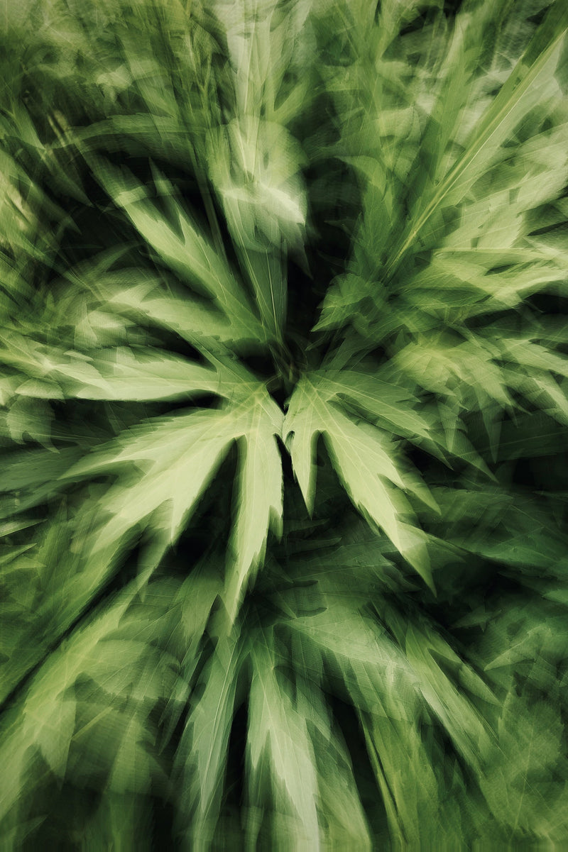Gut Health and Parasites: Traditional Plants and When to Get Tested First