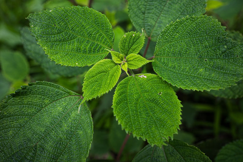 Men's Health: Traditional Plants for Prostate Comfort, Vitality and Stress