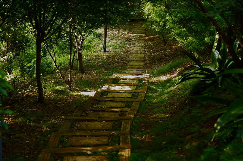 Nature’s Pharmacy After 45: A South African Guide to Wellbeing