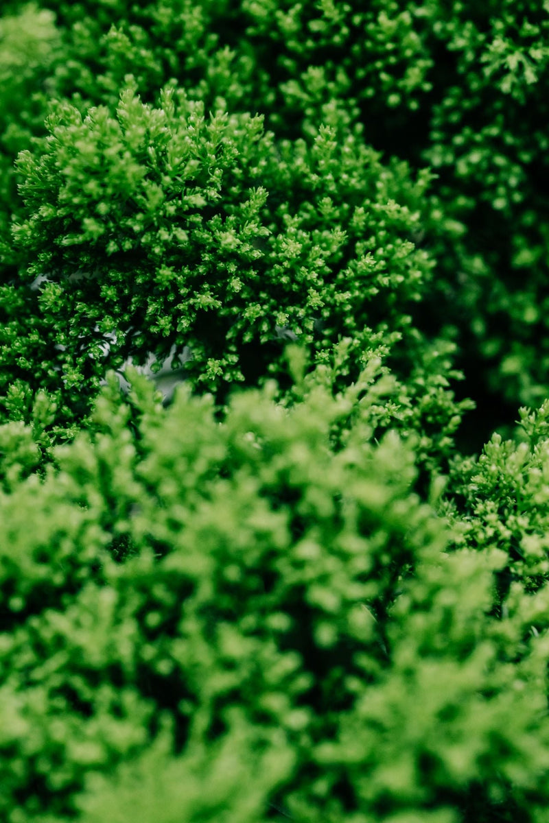 Active and Recovering: Traditional Plants and Minerals for Strength, Stamina and Sore Muscles
