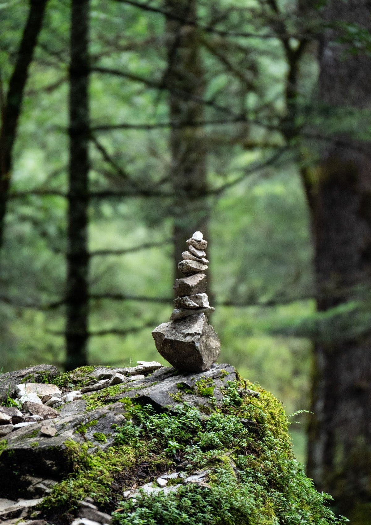 Menopause and Hormones: Traditional Plants and the Questions to Ask First